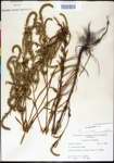 000024531-thumbnail.jpg