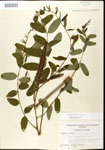 Amorpha