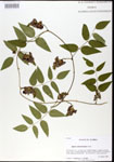 000024699-thumbnail.jpg