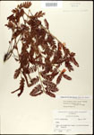 000025086-thumbnail.jpg