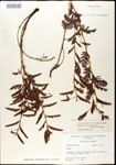 000025100-thumbnail.jpg