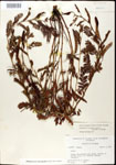 000025101-thumbnail.jpg
