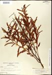000025103-thumbnail.jpg