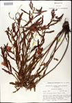 000025104-thumbnail.jpg