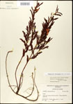 000025106-thumbnail.jpg