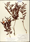 Chamaecrista