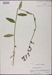 000025185-thumbnail.jpg