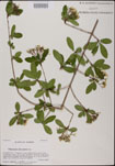 Viburnum