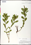 000025211-thumbnail.jpg
