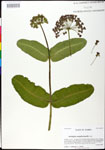000025217-thumbnail.jpg