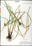 000025226-thumbnail.jpg