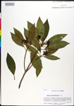 000025236-thumbnail.jpg