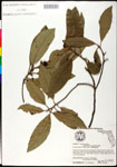 000025245-thumbnail.jpg