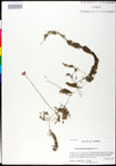 000025251-thumbnail.jpg