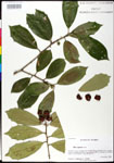 000025259-thumbnail.jpg