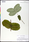 000025294-thumbnail.jpg