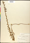 000025993-thumbnail.jpg
