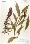 000026426-thumbnail.jpg