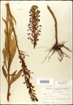 Lobelia