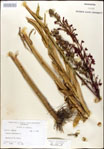 000026429-thumbnail.jpg