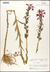 000026431-thumbnail.jpg