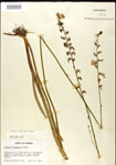 Lobelia