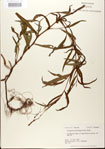 Polygonum