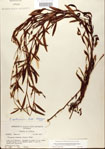 000026608-thumbnail.jpg