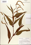 000026617-thumbnail.jpg