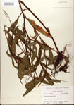 Polygonum