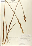 Spiranthes