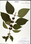 000026804-thumbnail.jpg