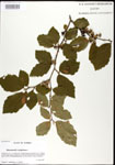 000026809-thumbnail.jpg