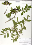 000026825-thumbnail.jpg