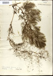 Utricularia