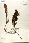 Utricularia