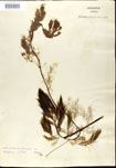 Utricularia