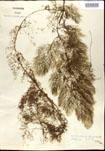 Utricularia