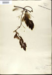 Utricularia