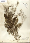 Utricularia
