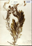 Utricularia
