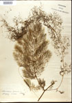 Utricularia