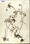 Utricularia