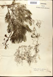 Utricularia