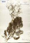 Utricularia