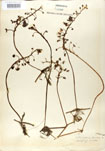 Utricularia