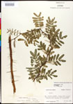 000027060-thumbnail.jpg
