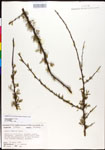 Vachellia