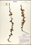 000027071-thumbnail.jpg