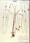 Scleria